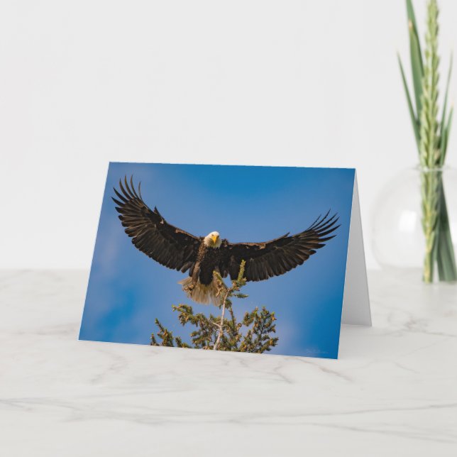 Bald Eagle Wings  Thank You Card (Front)