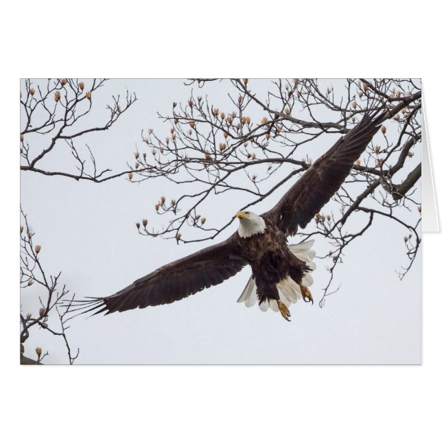 Bald Eagle Wingspread Cards (Front Horizontal)