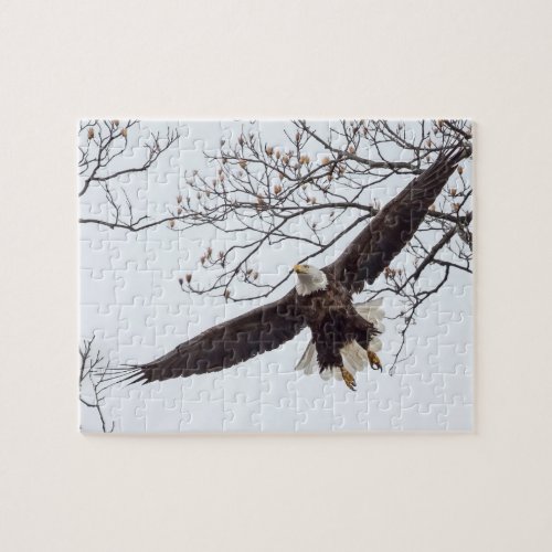 Bald Eagle Wingspread Jigsaw Puzzle