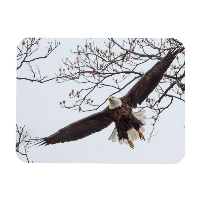 Bald Eagle Wingspread Magnet (Horizontal)