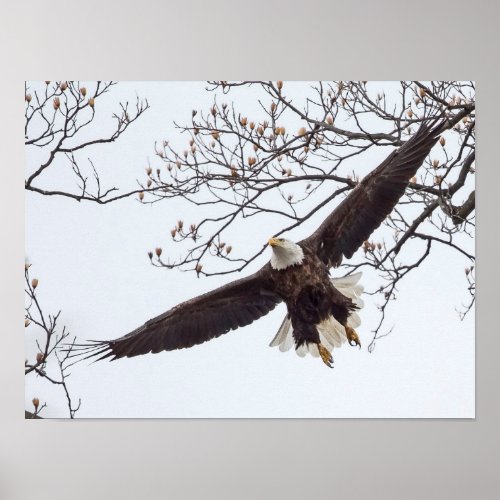 Bald Eagle Wingspread Poster