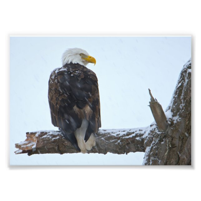 Bald Eagle Winter Photo Print (Front)