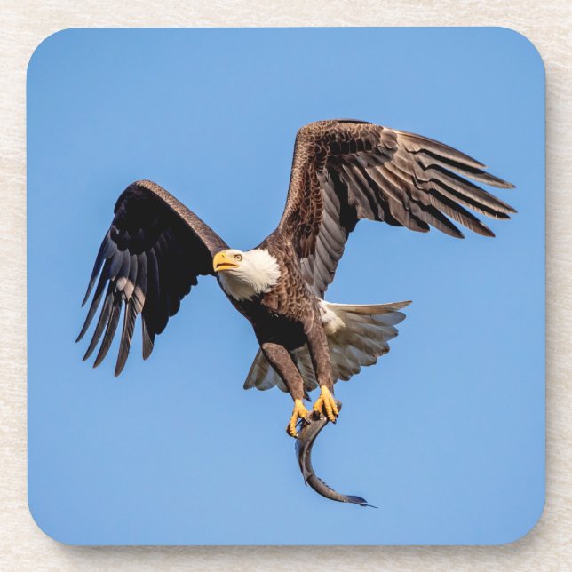 Bald Eagle with a fish Drink Coaster (Front)