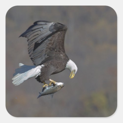 Bald Eagle with a fish Square Sticker