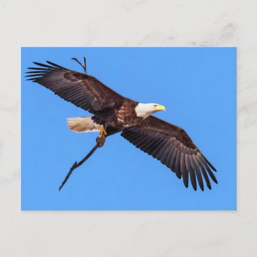 Bald Eagle With Branch Postcard
