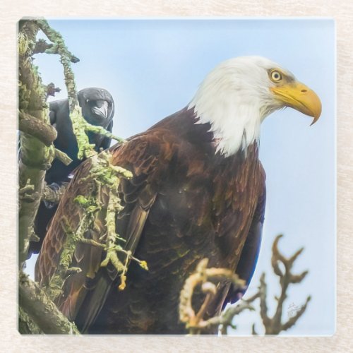Bald Eagle with Crow Photobomb Funny Glass Coaster