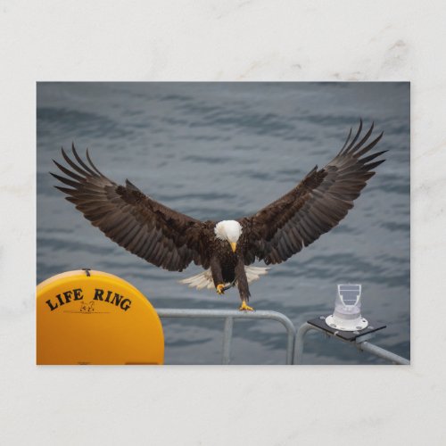 Bald eagle with fish coming in for a landing postcard