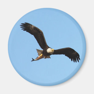 Bald Eagle with Fish Magnet