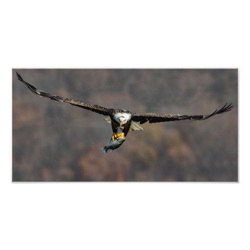 Bald Eagle With Fish Photo Print