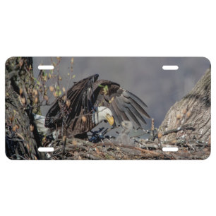 Bald Eagle with her baby License Plate