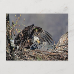 Bald Eagle with her baby Postcard