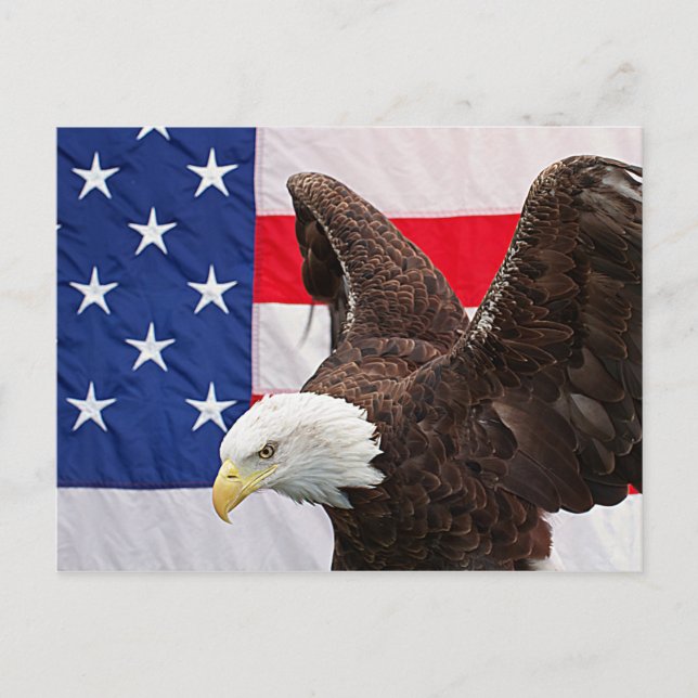 Bald Eagle with the American Flag Postcard (Front)