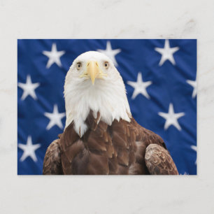 Bald Eagle with the Stars Postcard