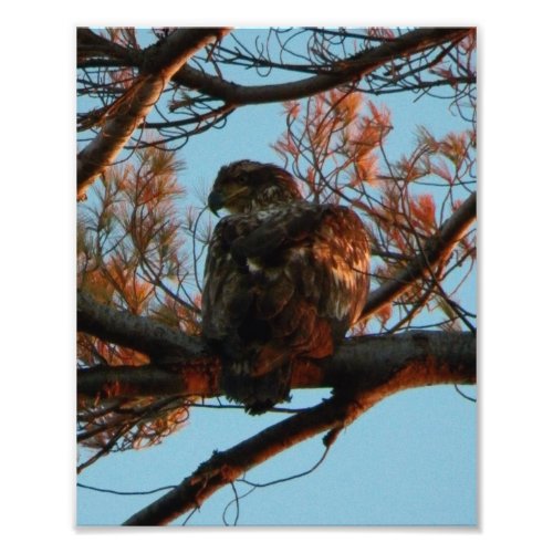Bald Eagle Yearling Photo Print