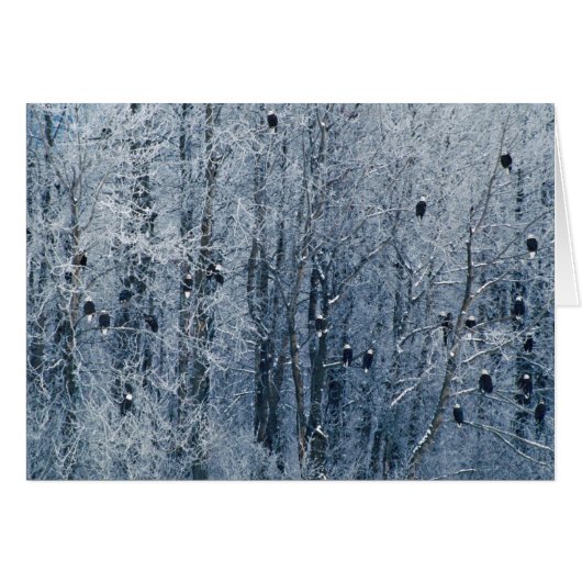 Bald Eagles (Front Horizontal)