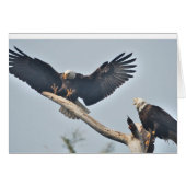 Bald Eagles (Front Horizontal)