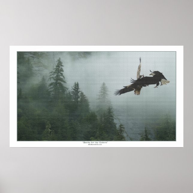 Bald Eagles Battling over a Forest Huge Art Print (Front)