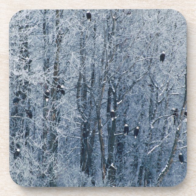 Bald Eagles Beverage Coaster (Front)