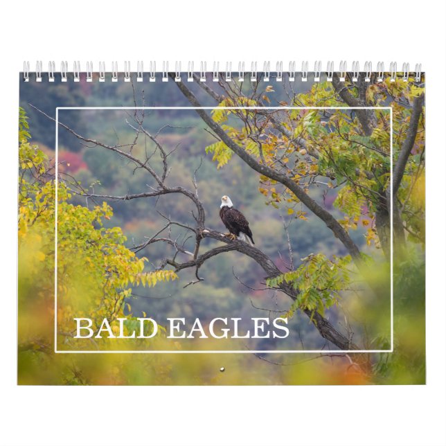 Bald Eagles Calendar (Cover)