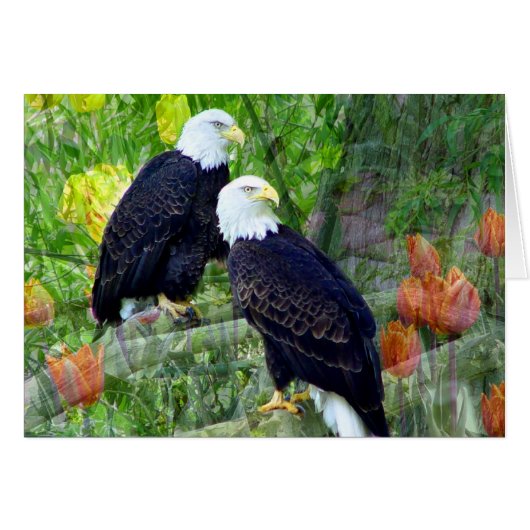 Bald Eagles Cards (Front Horizontal)