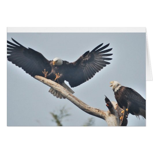 Bald Eagles Cards (Front Horizontal)