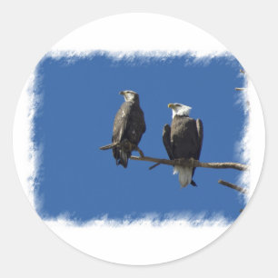 Bald Eagles Classic Round Sticker