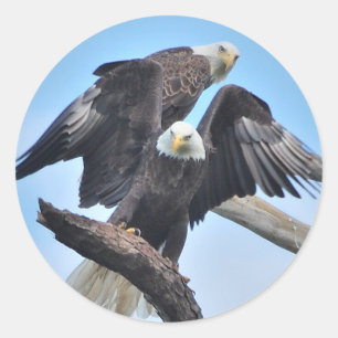 Bald Eagles Classic Round Sticker