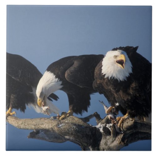 bald eagles Haliaeetus leuccocephalus Tile