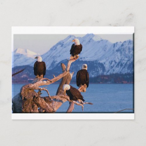 Bald Eagles Homer Alaska Postcard