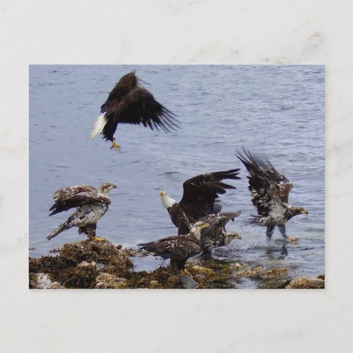Bald Eagles on the Beach Unalaska Island Postcard