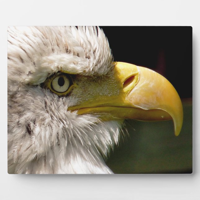 BALD EAGLES PLAQUE (Front)
