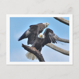 Bald Eagles Postcard