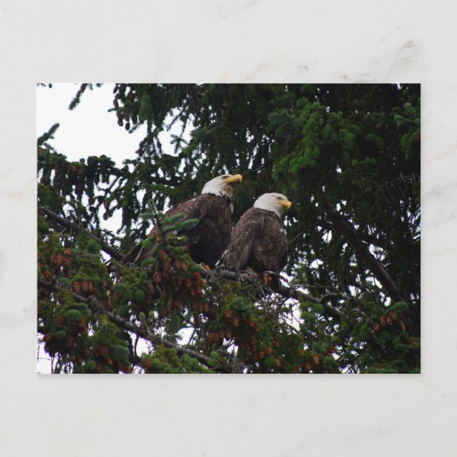 Bald Eagles Postcard (Front)