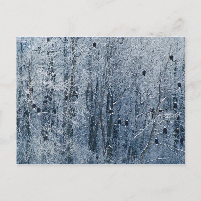 Bald Eagles Postcard (Front)