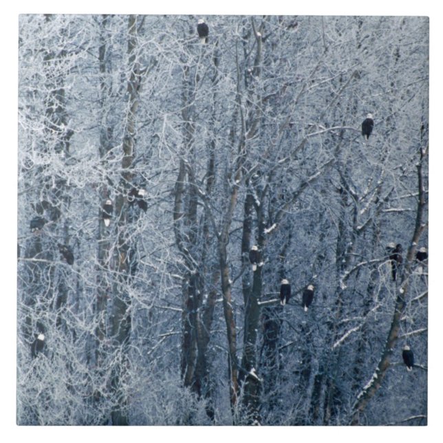 Bald Eagles Tile (Front)