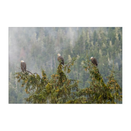 Bald Eagles  Tongass National Forest Alaska Acrylic Print