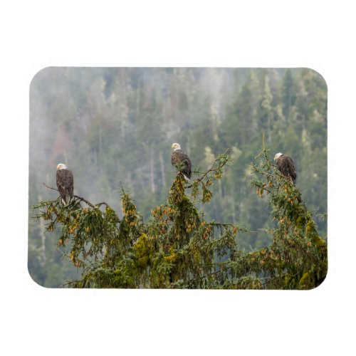 Bald Eagles  Tongass National Forest Alaska Magnet