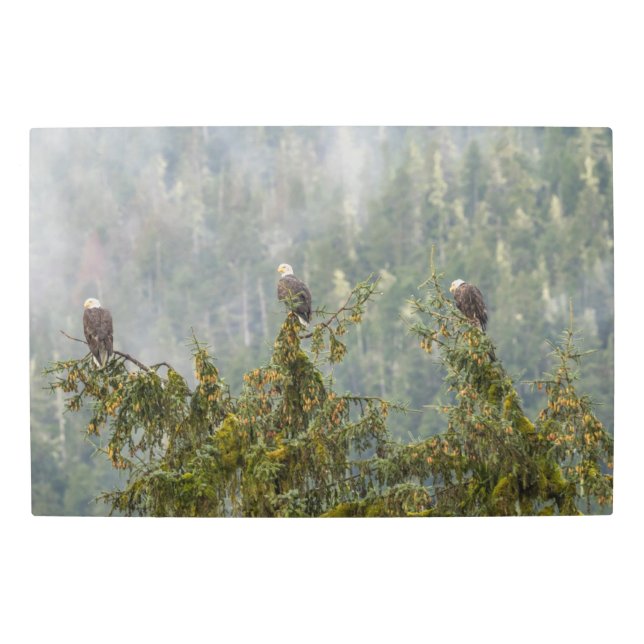 Bald Eagles | Tongass National Forest Alaska Metal Print (Front)