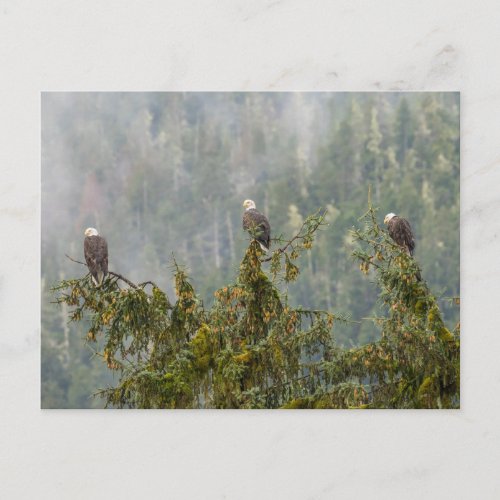 Bald Eagles  Tongass National Forest Alaska Postcard