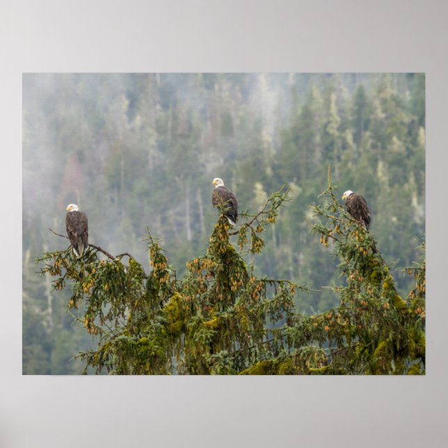 Bald Eagles | Tongass National Forest Alaska Poster (Front)