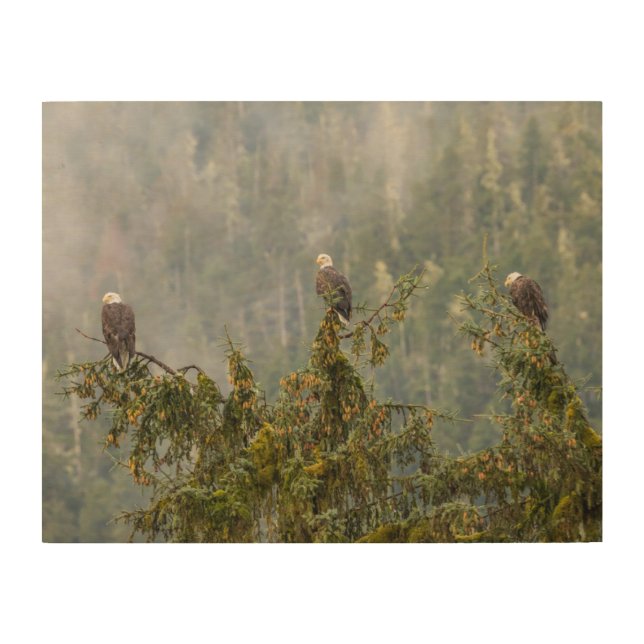 Bald Eagles | Tongass National Forest Alaska Wood Wall Art (Front)