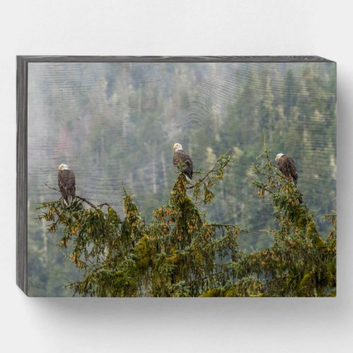 Bald Eagles  Tongass National Forest Alaska Wooden Box Sign