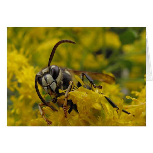 Bald-Faced Hornet (Front Horizontal)