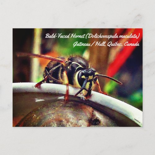 Bald Faced Hornet Dolichovespula maculata Wasp Postcard