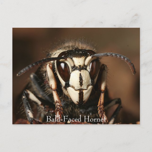 Bald-Faced Hornet Postcard (Front)