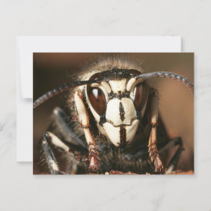 Bald-Faced Hornet Postcard