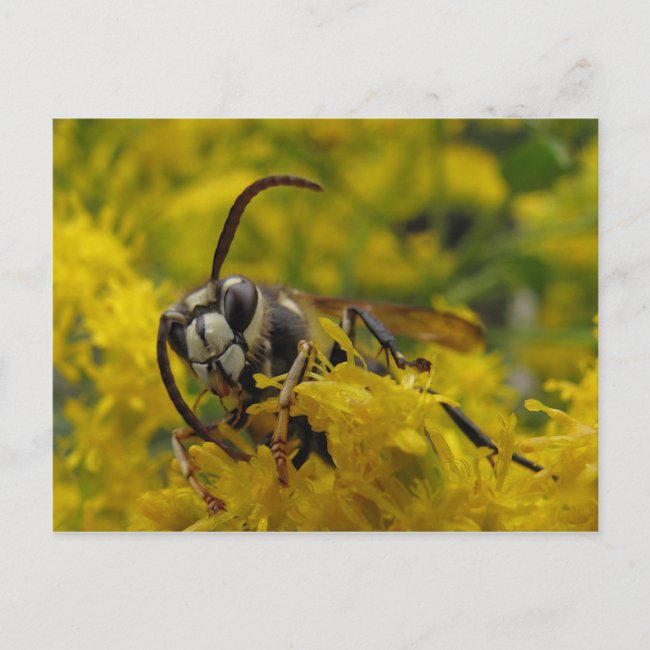 Bald-faced Hornet