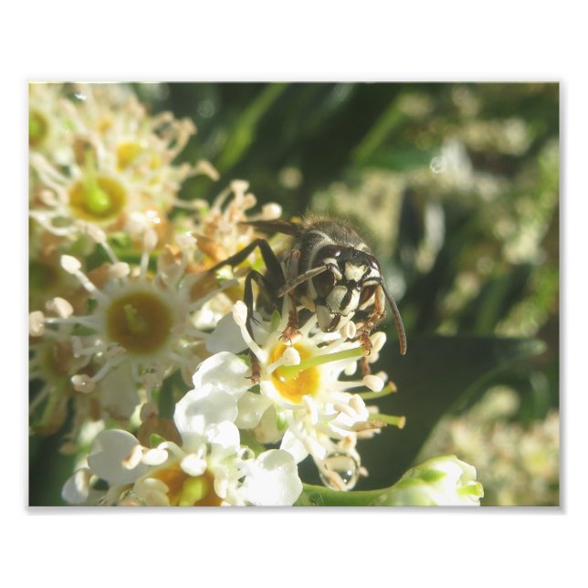 Bald-faced Hornet Print (Front)