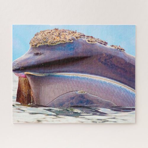 Baleen Whale Jigsaw Puzzle