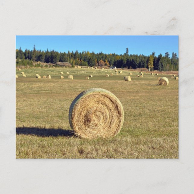 Bales of hay on farm postcard (Front)